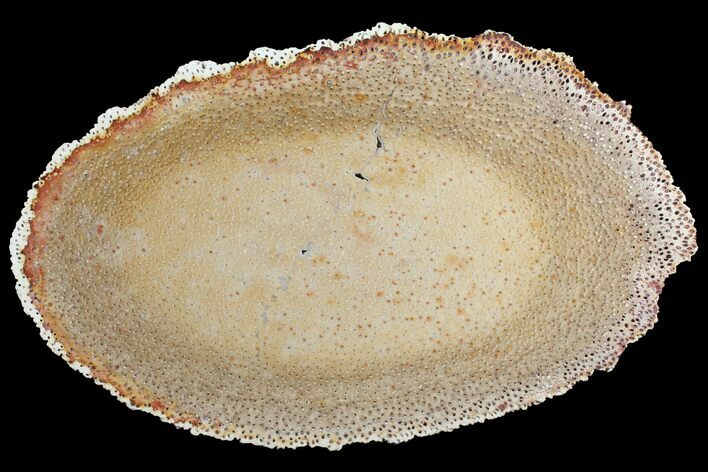 Petrified Palmwood (Palmoxylon) Slab - Louisiana #98256